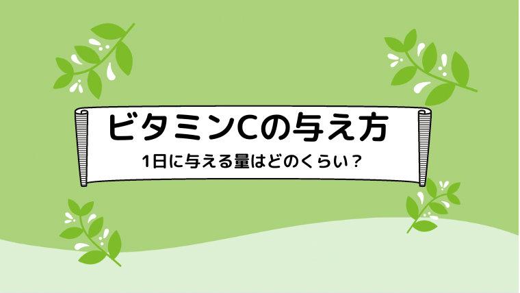 【モルモット】ビタミンCの与え方・1日の必要量はどのくらい？