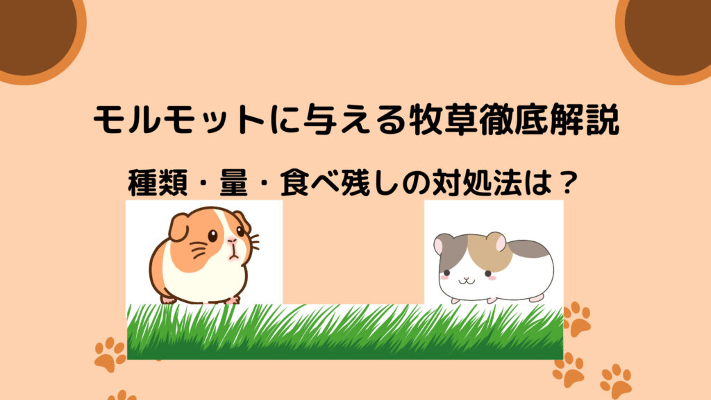 モルモットに与える牧草を徹底解説【種類・量・食べ残しの対処法は？】